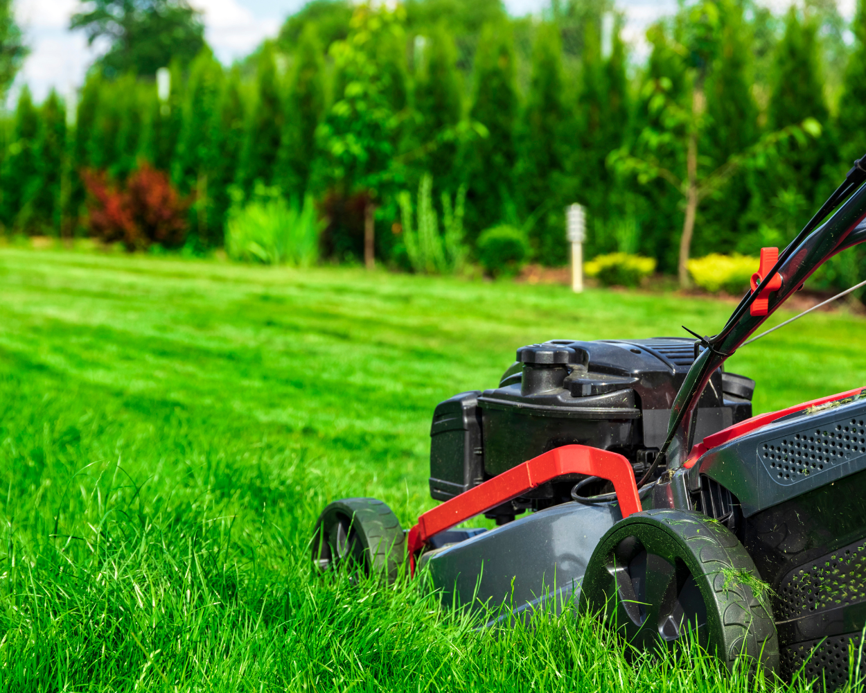 Autumn Lawn Care in New Zealand: Expert Tips for a Healthy Lawn